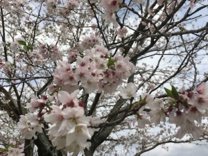 好きなことをブログに書いて稼ぐコツ