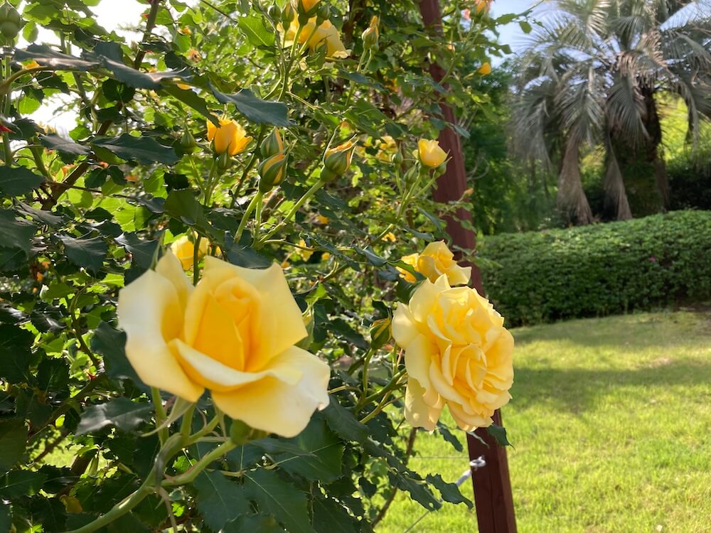 私の望みは何？薔薇色の人生
